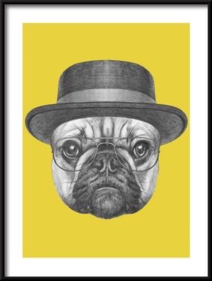 Plakat Buldog Francuski