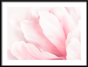 Plakat Różowe Magnolie