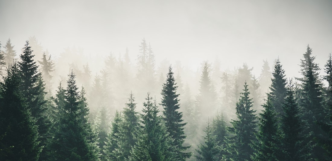 Misty,Mountain,Landscape,With,Mysterious,Fir,Forest.,Cross,Process,Filter, fototapeta tajemniczy las do salonu