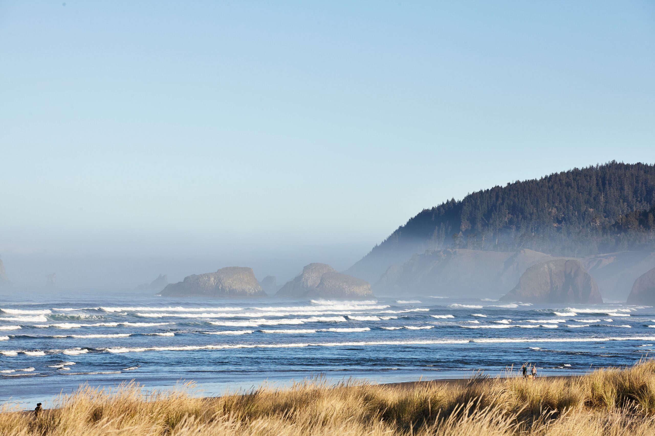 Scenery of beachgrass in the morning at Cannon Beach, Oregon