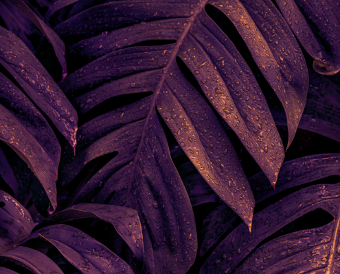 Fototapeta Purpurowa Monstera