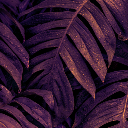 Fototapeta Ametystowa Monstera