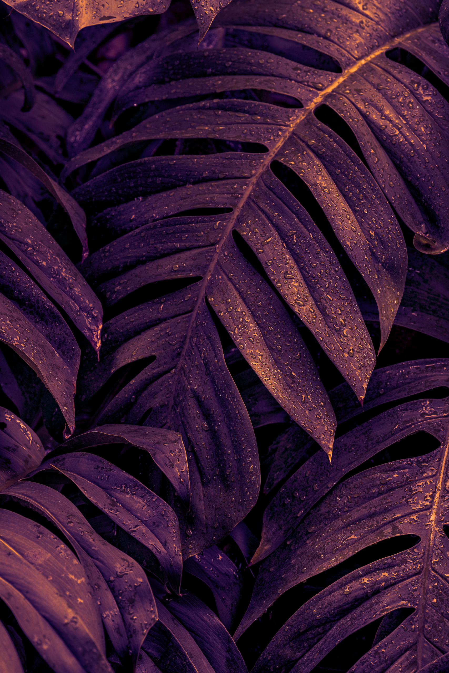 Fototapeta Ametystowa Monstera Fototapeta Ametystowa Monstera