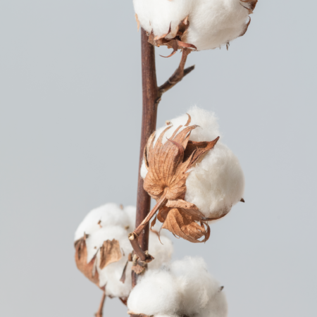 Fototapeta Delikatność Bawełny