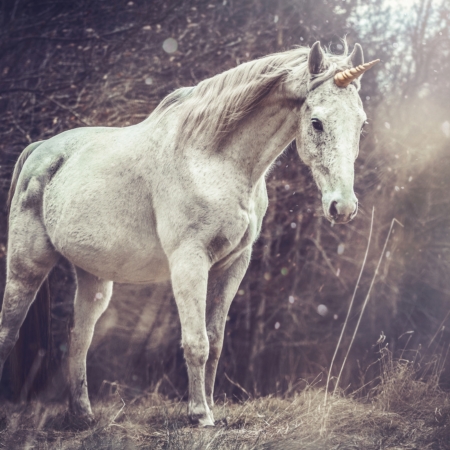 Fototapeta Magiczny Unicorn